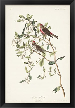 Framed Pl. 375 Lesser Red Poll Print