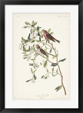 Framed Pl. 375 Lesser Red Poll Print