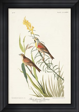 Framed Pl. 384 Black-throated Bunting Print