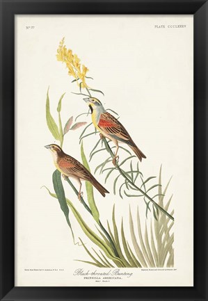 Framed Pl. 384 Black-throated Bunting Print