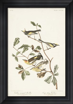 Framed Pl. 414 Golden-winged Warbler Print