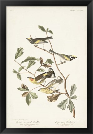 Framed Pl. 414 Golden-winged Warbler Print