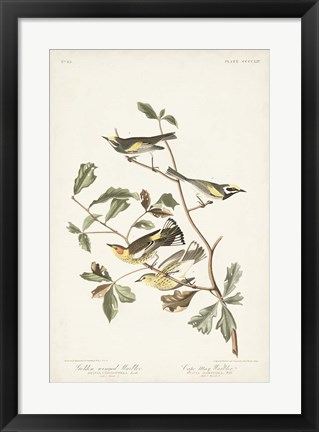 Framed Pl. 414 Golden-winged Warbler Print