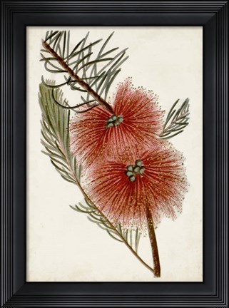Framed Bottle Brush Flower I Print