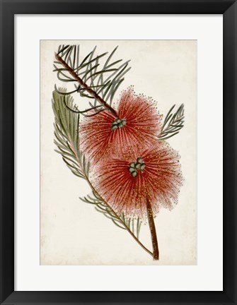 Framed Bottle Brush Flower I Print