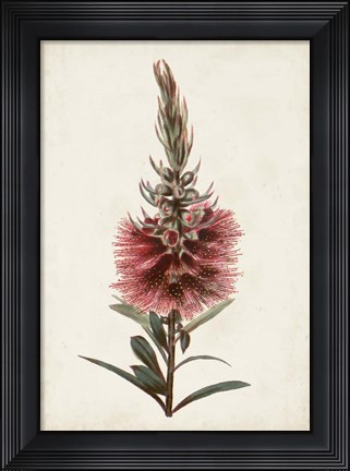 Framed Bottle Brush Flower II Print