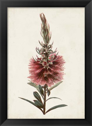 Framed Bottle Brush Flower II Print