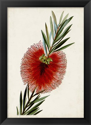 Framed Bottle Brush Flower III Print