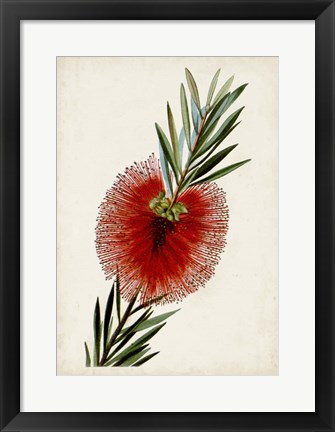 Framed Bottle Brush Flower III Print