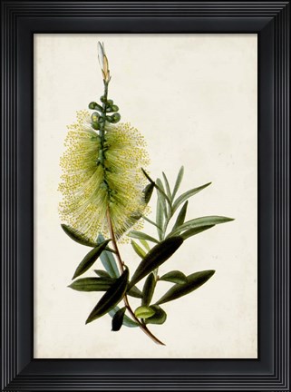 Framed Bottle Brush Flower IV Print