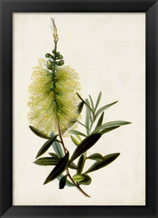 Framed Bottle Brush Flower IV Print