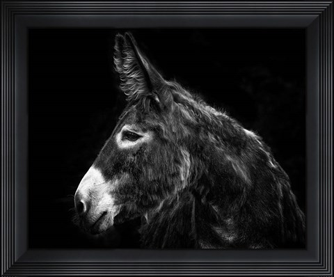 Framed Donkey Portrait I Print