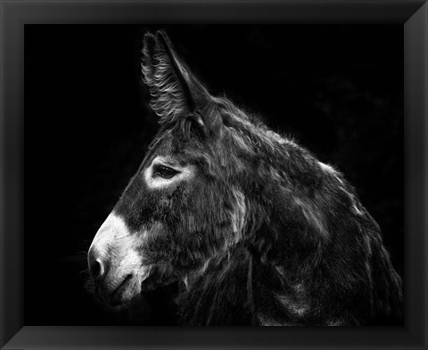 Framed Donkey Portrait I Print