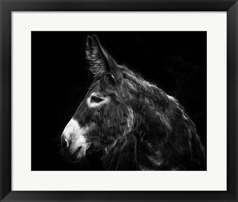 Framed Donkey Portrait I Print