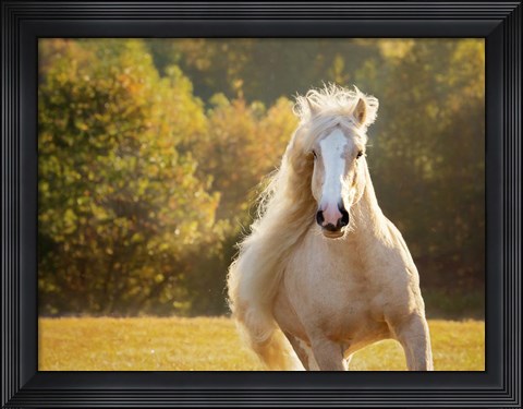 Framed Golden Lit Horse IV Print