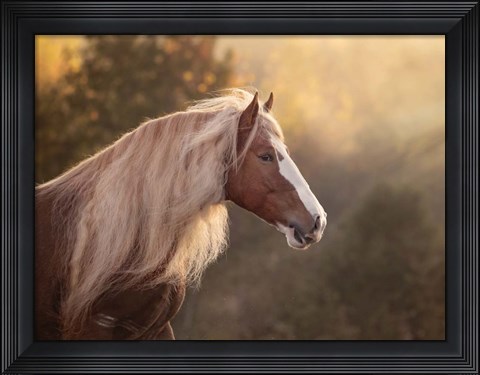 Framed Golden Lit Horse V Print