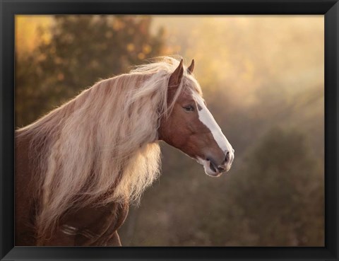 Framed Golden Lit Horse V Print