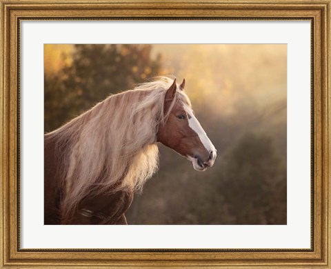 Framed Golden Lit Horse V Print