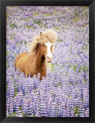 Framed Horse in Lavender I Print