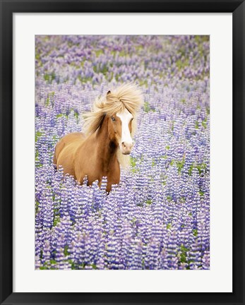 Framed Horse in Lavender I Print