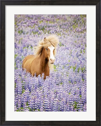 Framed Horse in Lavender I Print