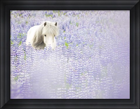 Framed Horse in Lavender II Print