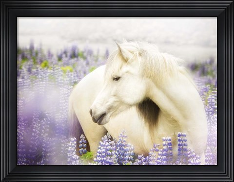 Framed Horse in Lavender III Print