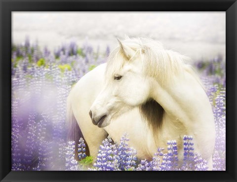 Framed Horse in Lavender III Print