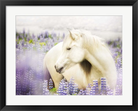 Framed Horse in Lavender III Print