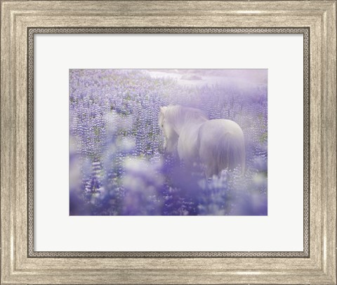 Framed Horse in Lavender IV Print