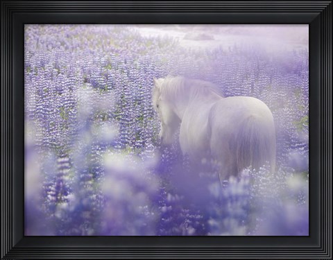 Framed Horse in Lavender IV Print
