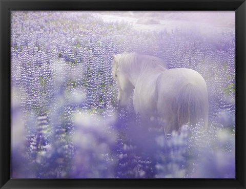 Framed Horse in Lavender IV Print