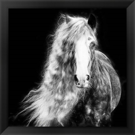 Framed Black and White Horse Portrait I Print