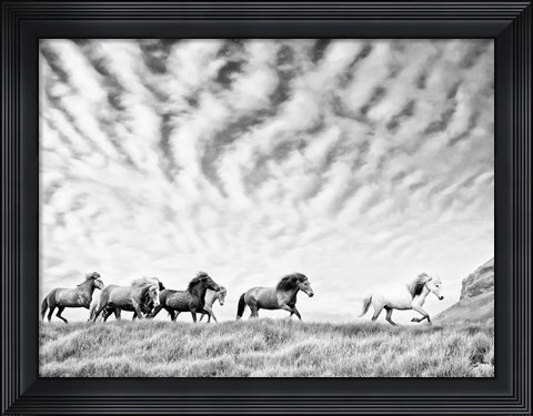 Framed Horse Run III Print