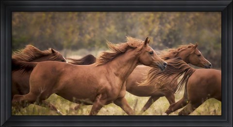 Framed Horse Run VI Print