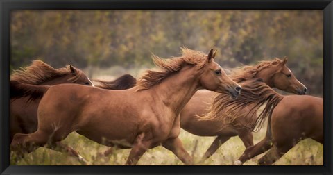 Framed Horse Run VI Print