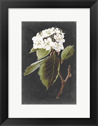 Framed Dramatic White Flowers I Print