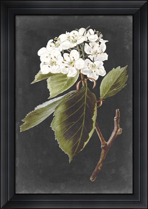 Framed Dramatic White Flowers I Print