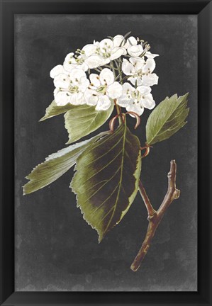 Framed Dramatic White Flowers I Print