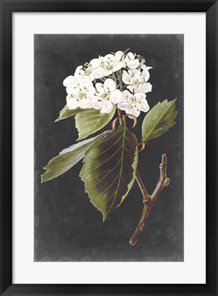 Framed Dramatic White Flowers I Print