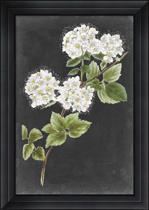 Framed Dramatic White Flowers II Print