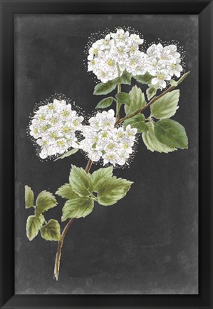 Framed Dramatic White Flowers II Print