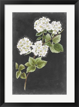 Framed Dramatic White Flowers II Print