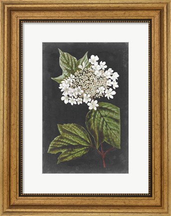 Framed Dramatic White Flowers III Print