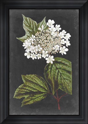Framed Dramatic White Flowers III Print