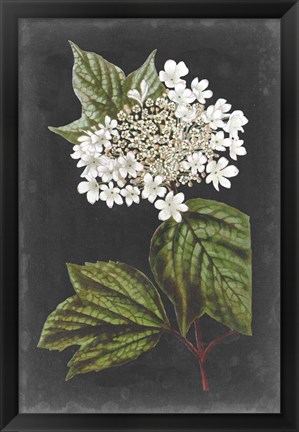 Framed Dramatic White Flowers III Print