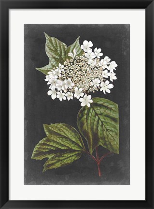 Framed Dramatic White Flowers III Print