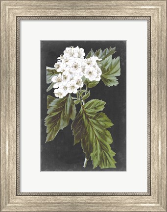 Framed Dramatic White Flowers IV Print