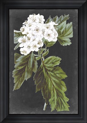 Framed Dramatic White Flowers IV Print