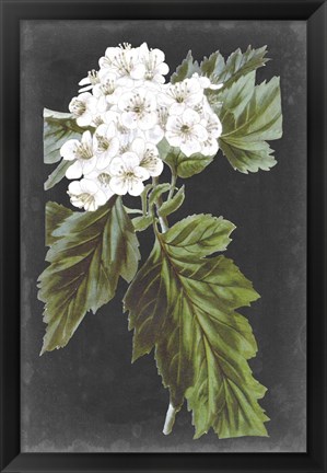 Framed Dramatic White Flowers IV Print